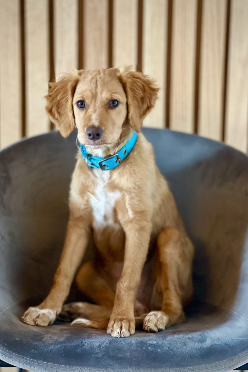 A cute brown puppy sitting on a chair wearing a blue collar.